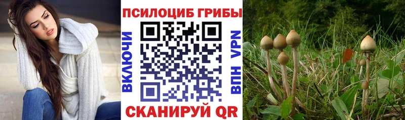 Псилоцибиновые грибы Cubensis  Нахабино 